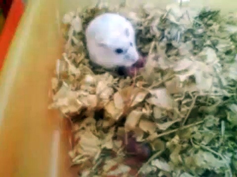 Hamster Birth