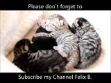 Mini Babykatzen kuscheln zusammen Baby kittens