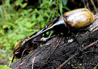 İki Erkek Herkül Böceği Kavga Ediyor