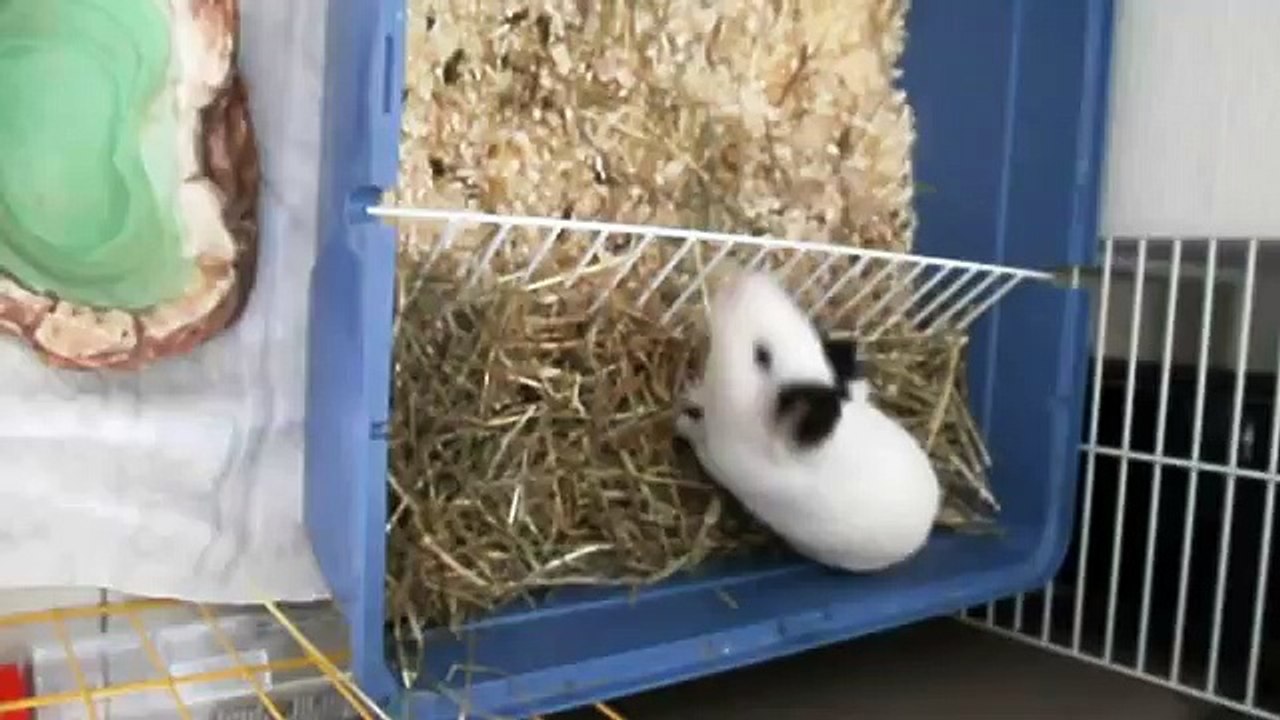 One darn happy Guinea Pig!