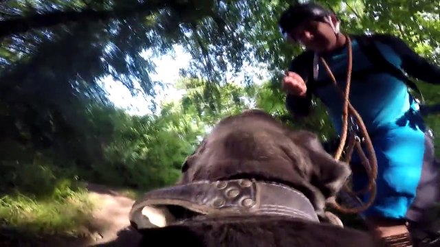 Découvrez le harnais GoPro pour les chiens