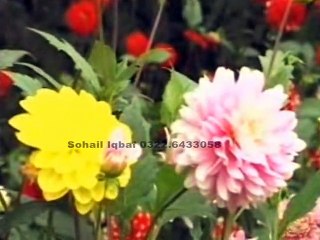 ho ho diyan zarban lai ja by muhmmad jaweed iqbal