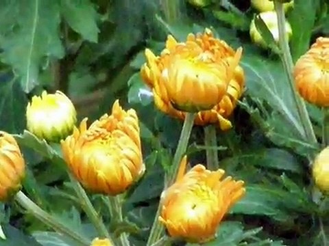 Orietta Berti Alla fine della Strada