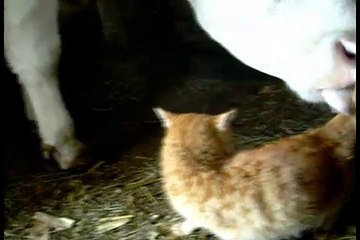 cow licking a cat (country side winter)