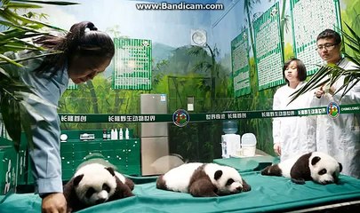 Panda triplets put on adorable show they become the world's first days old 'in good health'