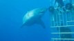 Le plus grand des grands requins blanc touché par un plongeur : dingue