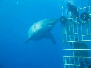 Tải video: Le plus grand des grands requins blanc touché par un plongeur : dingue