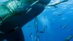 Biggest Great White Shark ever seen on earth : and this diver touches it! Crazy