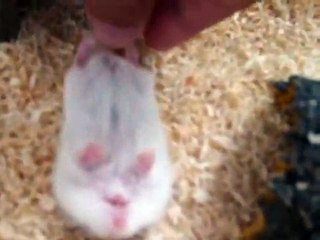 (hamster、ハムスター)睡死的小公公