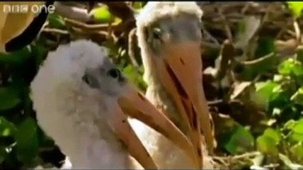 Animals Punjabi Totay - Must Watch