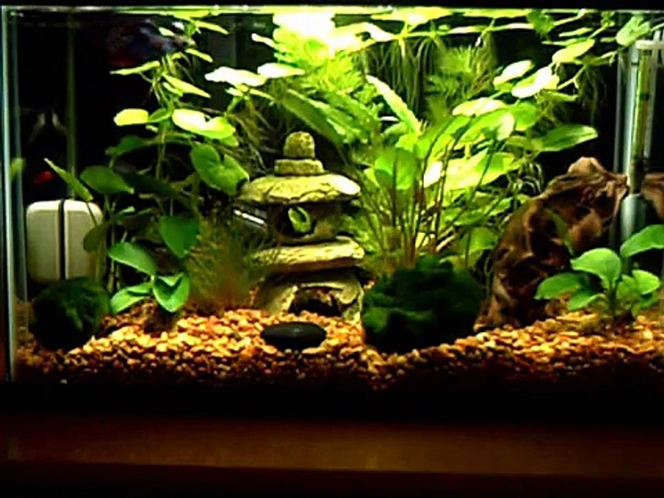 Zeus crown tail betta 5.5 gallon planted aquarium