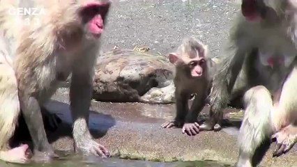 Mom who protects a baby monkey.