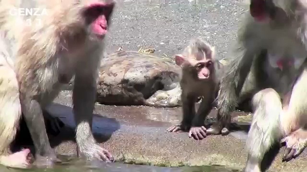 Mom who protects a baby monkey.