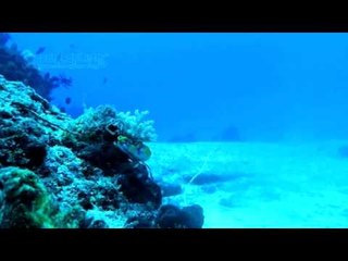 Cinta Penelope Kagumi Indahnya Pantai Dodola