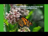 EarthKeepers II/Great Lakes Restoration Initiative: Bees Decline, Interfaith Pollinator Gardens Help