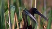 Glossy ibis. Каравайка. Plegadis falcinellus