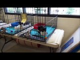 Cat Depot Rescues 32 cats in abandoned home