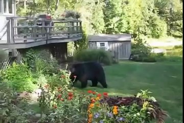 Huge Bear Messes With The Wrong Woman