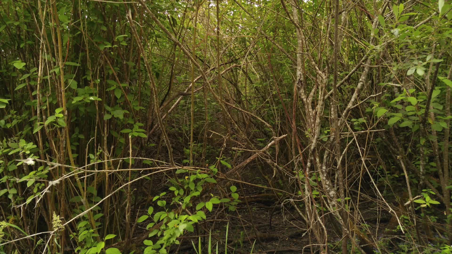 LG G4 smartphone review - The Game Changer