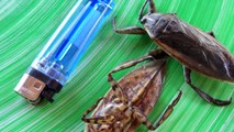 Pest Control : How to Get Rid of Water Bugs