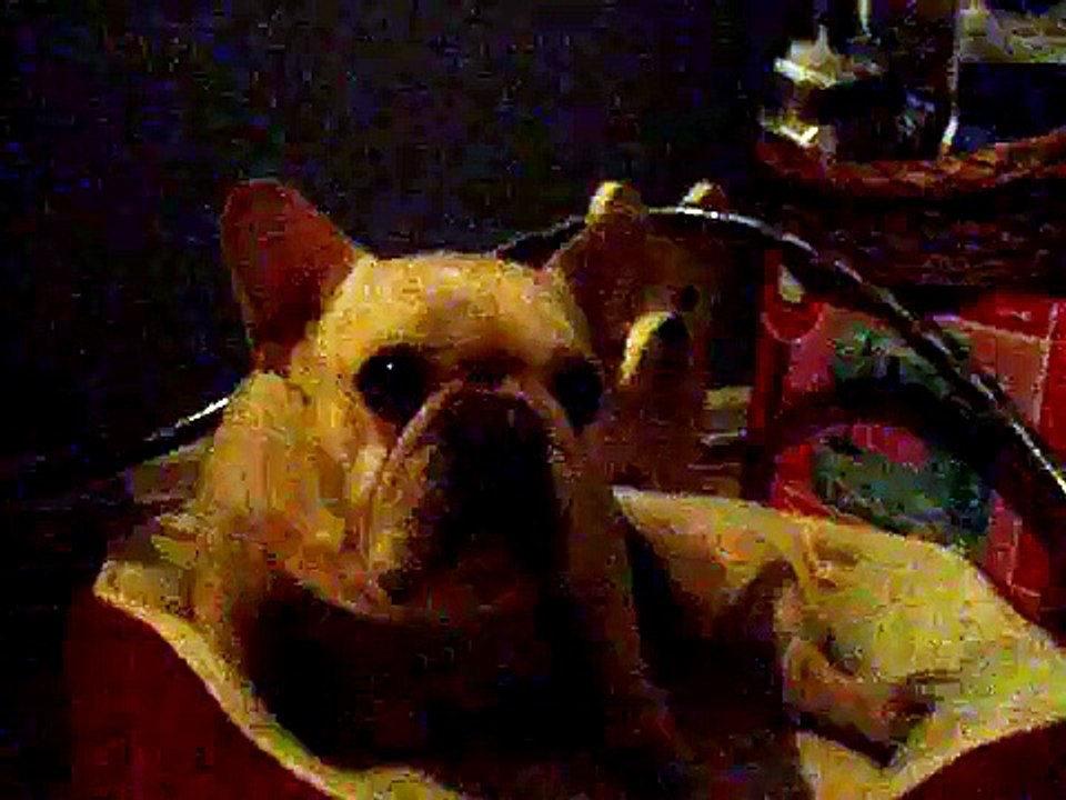 Frenchie trying to enjoy "alone time"