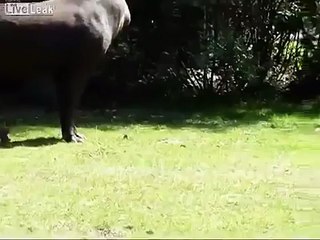 A tapir and its giant PENIS!