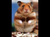 ►Der Hamster - artgerechte Haltung und Pflege Teil 1 : Die verschiedenen Arten◄
