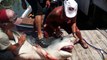 Homeless Fed 809-Pound Tiger Shark In Texas