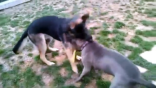Pit Bull Vs German Shepherd