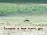Leonessa e iena contro gnu a Ngorongoro