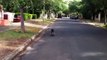 Koala walking down the street