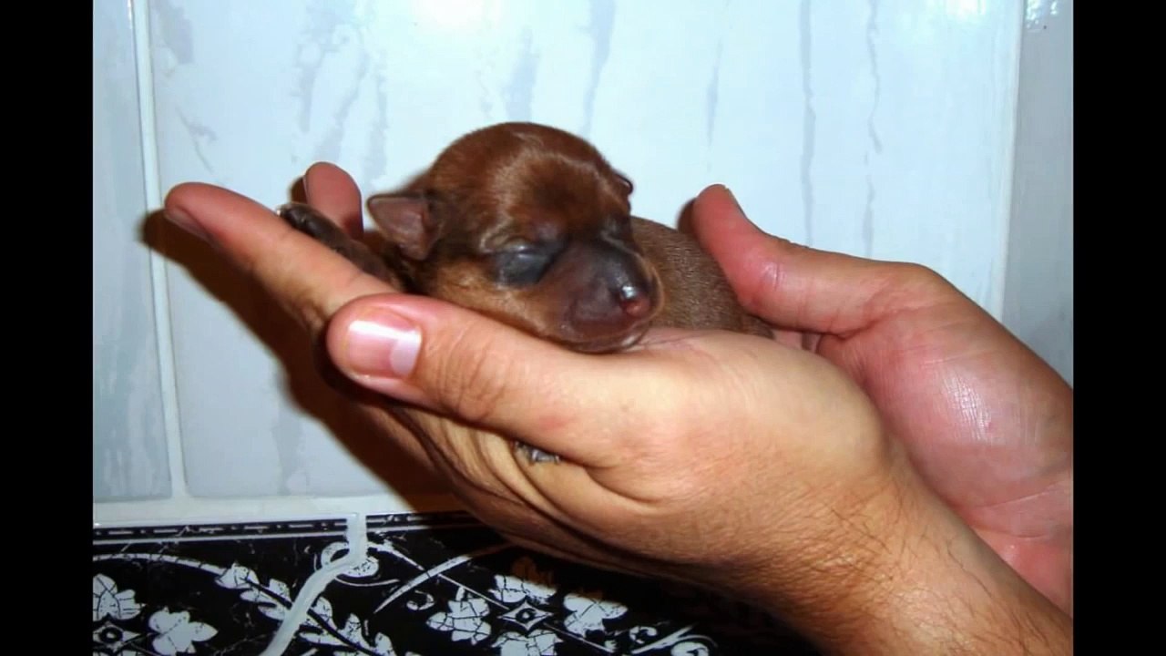 Pinscher Miniatura - Filhotes