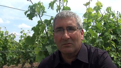 Le fléau de la maladie du bois