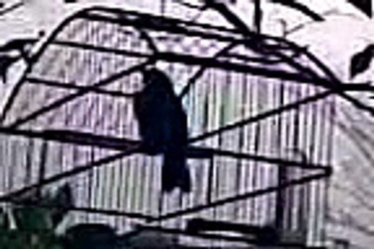 Meu Pixarro que da 2 Cantos...Currucutil e 4 Notas c/ Boi.