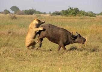 ایک بھینس نے شیر کو کیسے مار دیا