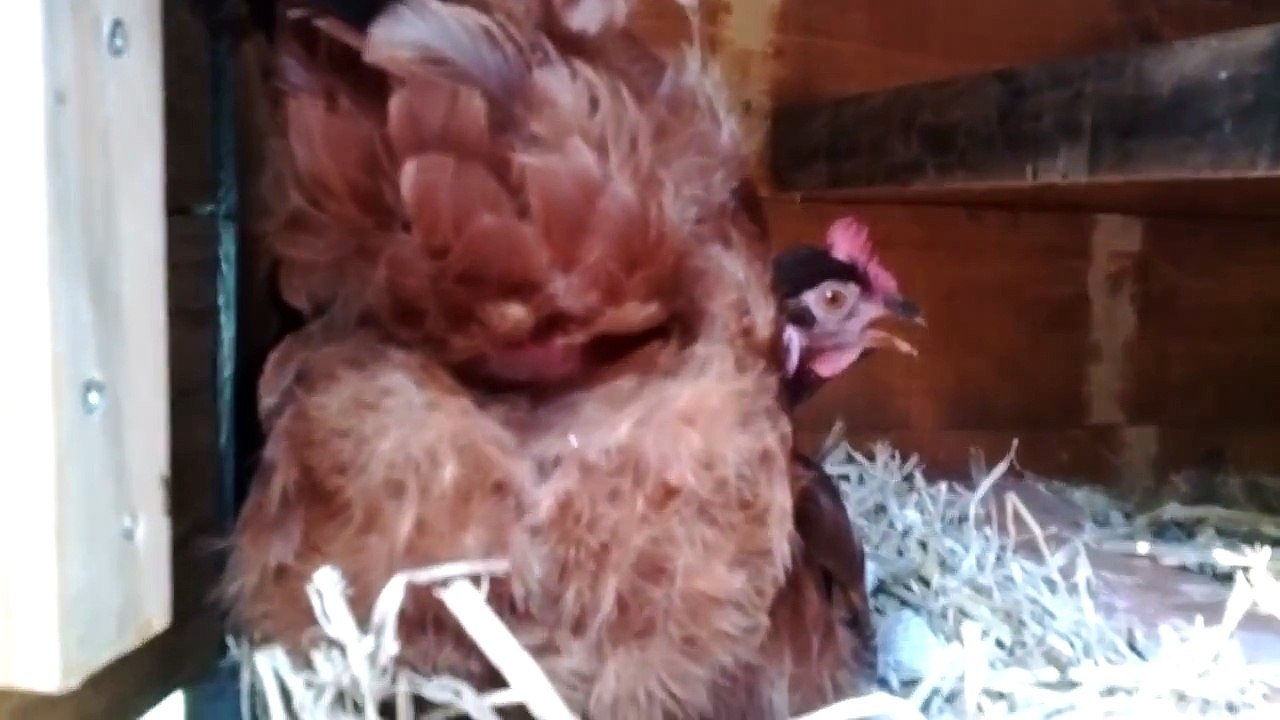 Kip legt een ei. close-up.  Chicken is laying an egg. close-up !
