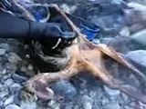 Diver catching an Octopus Vulgaris, a common octupus in mediterranean sea.