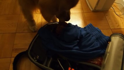 Impatient dog eagerly awaits her gift