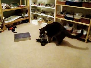 Cat beats up Puppy II