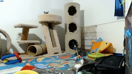 AI Kittens - Last Morning, Waking the Kittens