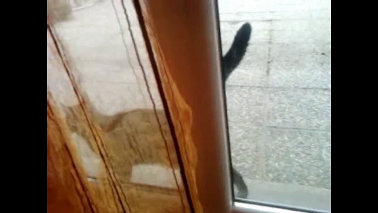 Stupid cat