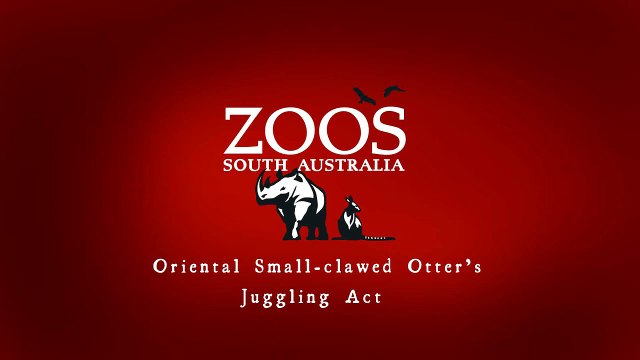 Adelaide Zoo Oriental Small-clawed Otter's Juggling Act