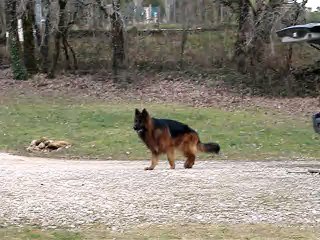 Berger Allemand GAROUK du Bois du Luxembourg