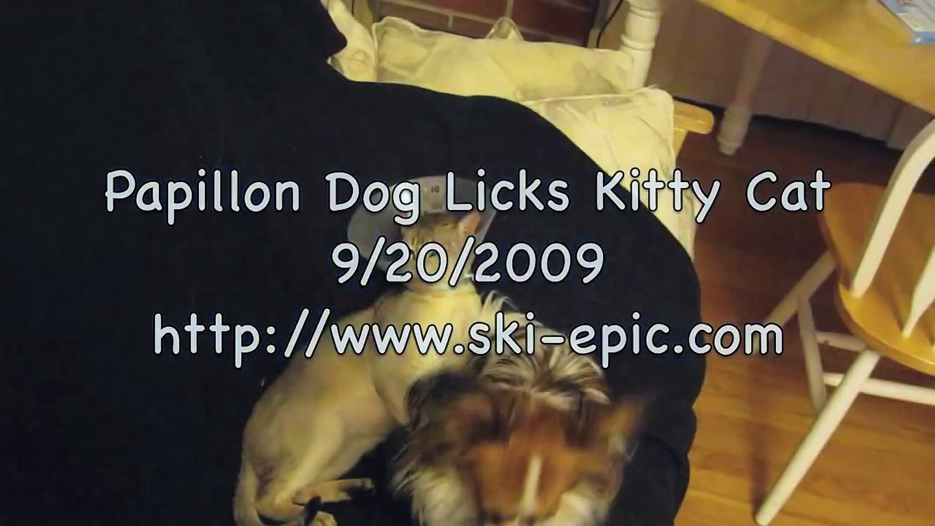 Papillon Dog Licks Singapura Kitty S Face Video Dailymotion