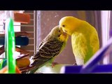 Our budgies- LOVESTORY