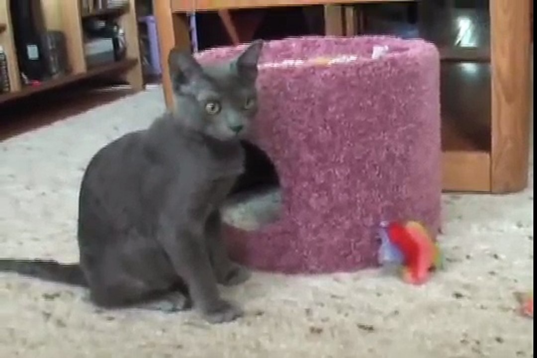 Ender 8, Korat Cat