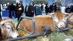 SALON AGRICULTURE PARIS 2011 #15 (Vache Cow)