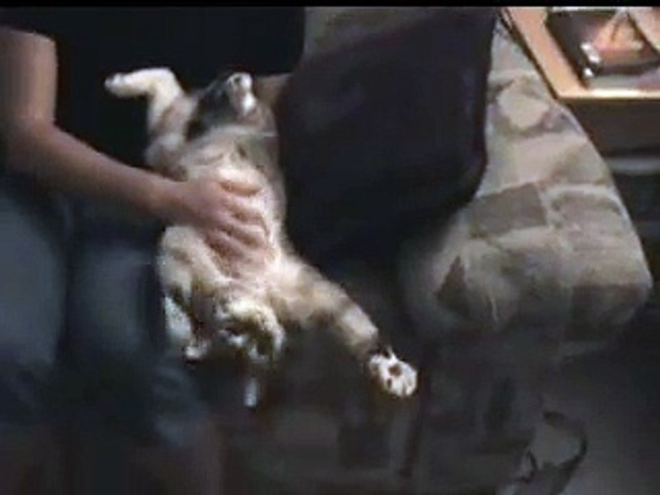 Munchkin enjoying belly rubs!