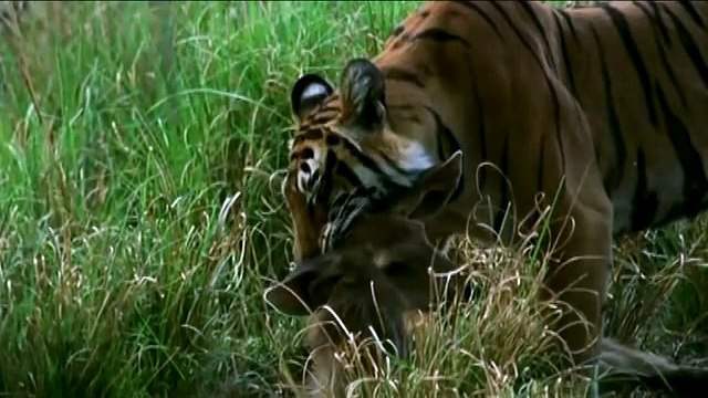 Miracle of allah أغرب عجائب الدنيا وغرائب العالم ومشاهد عجيبة لااله الا الله