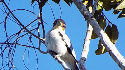Aves do Brasil: Anambé branco de bochecha parda - Tityra inquisitor - Black-Crowned Tityra